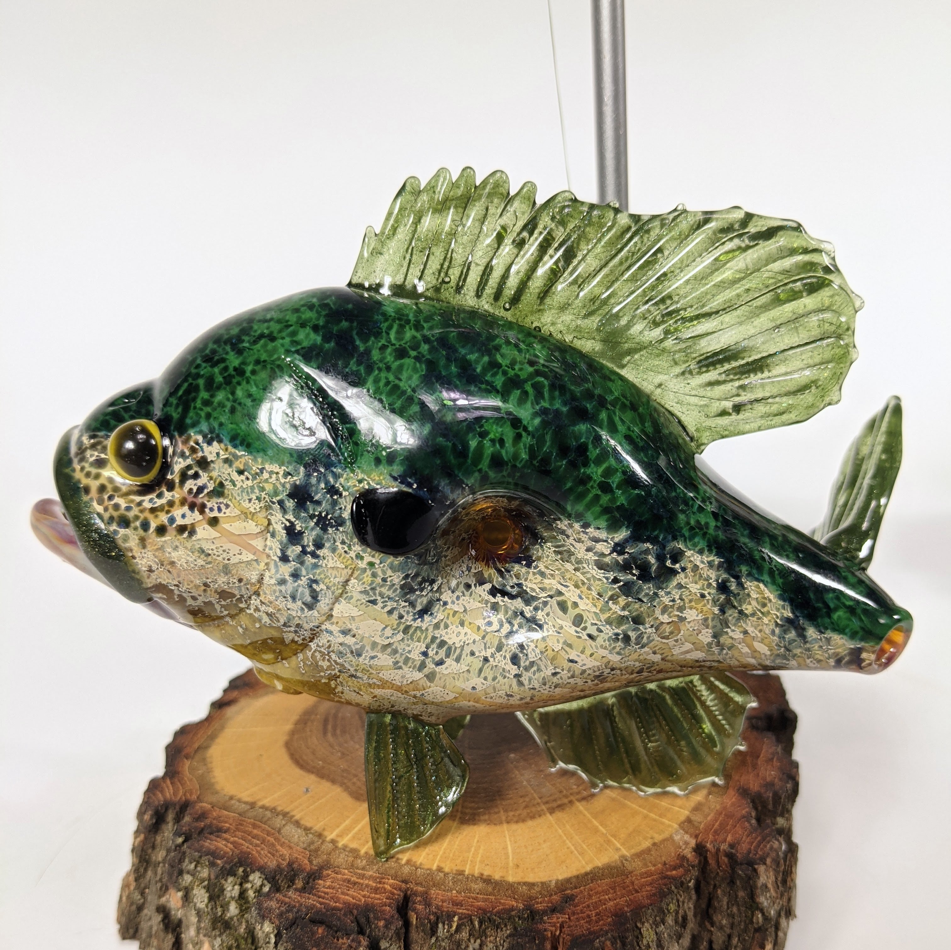 Trapper Studio Full Fish Pipe & Display